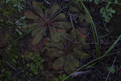 Drosera major