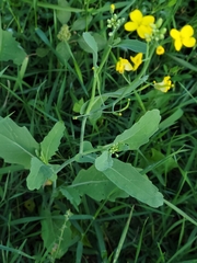 Rhamphospermum arvense