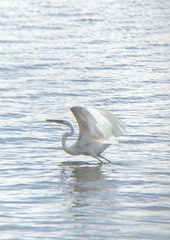 Ardea herodias occidentalis