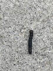 Phryganidia californica