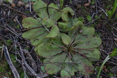 Drosera major