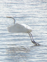 Ardea herodias occidentalis