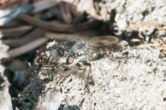 Cyrtopogon bimaculus