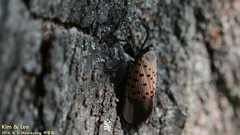 Lycorma delicatula