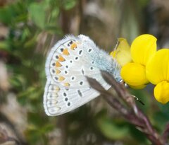 Polyommatus icarus