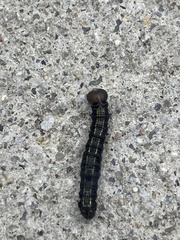 Phryganidia californica