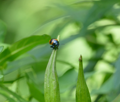 Labidomera clivicollis