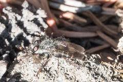 Cyrtopogon bimaculus