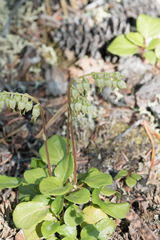 Orthilia secunda