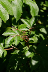 Sambucus canadensis