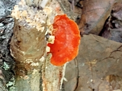 Trametes cinnabarina