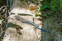 Plestiodon