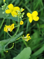 Rhamphospermum arvense