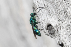 Chrysidinae
