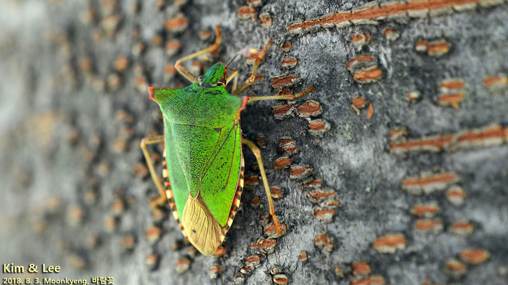 Japanese Stink Bug