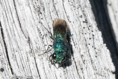 Chrysidinae