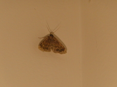 Idia lubricalis