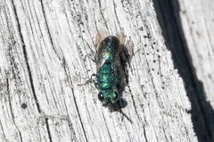 Chrysidinae