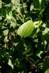 Smilax tamnoides
