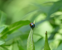Labidomera clivicollis