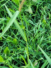 Echinochloa crus-galli