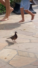 Streptopelia chinensis