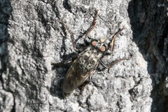 Cyrtopogon bimaculus