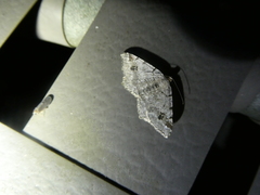 Macaria pinistrobata