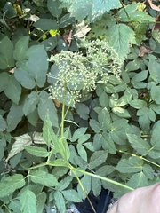Aegopodium podagraria