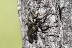Cyrtopogon bimaculus