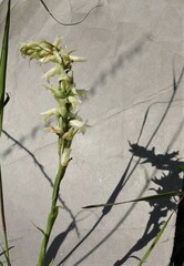 Spiranthes magnicamporum