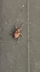 Curculio