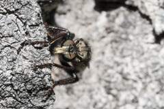 Cyrtopogon bimaculus