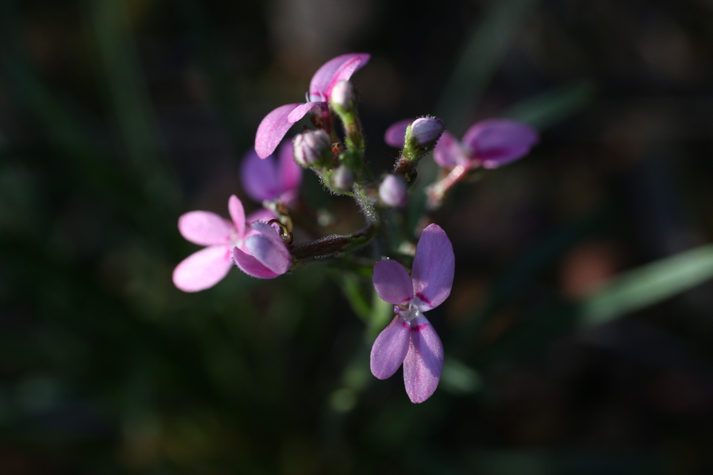 Stylidium elongatum (Stylidium elongatum)