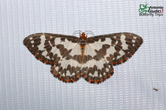 Pterothysanus noblei