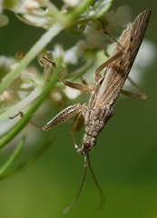Nabis americoferus