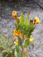 Zaluzianskya divaricata