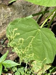 Calycomyza