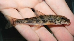 Hypentelium nigricans