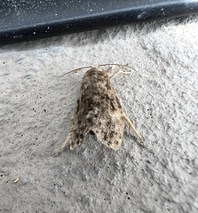 Choristoneura fumiferana