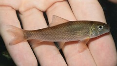 Moxostoma erythrurum
