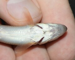 Moxostoma erythrurum