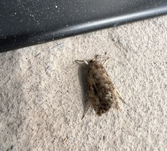 Choristoneura fumiferana