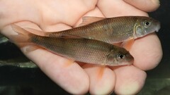 Moxostoma erythrurum