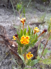 Zaluzianskya divaricata