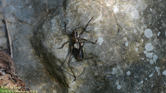 Paratlanticus ussuriensis