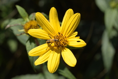 Helianthus strumosus