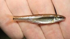 Pimephales notatus
