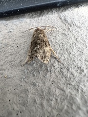 Choristoneura fumiferana