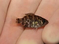 Ambloplites rupestris